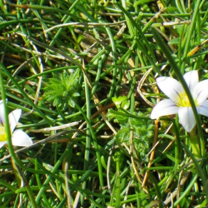 Photographie n°65321 du taxon Romulea columnae subsp. columnae