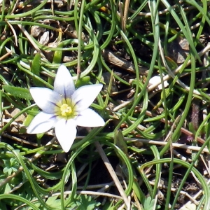 Romulea columnae Sebast. & Mauri subsp. columnae (Romulée à petites fleurs)