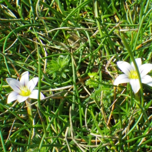 Photographie n°65326 du taxon Romulea columnae subsp. columnae