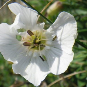  - Silene vulgaris subsp. maritima (With.) Á.Löve & D.Löve [1961]