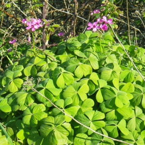 Photographie n°65333 du taxon Oxalis articulata subsp. articulata