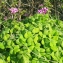  Liliane Roubaudi - Oxalis articulata subsp. articulata