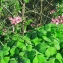  Liliane Roubaudi - Oxalis articulata subsp. articulata