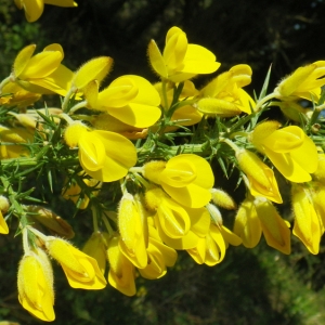 Photographie n°65349 du taxon Ulex europaeus L. [1753]