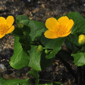 Photographie n°65351 du taxon Caltha palustris L. [1753]