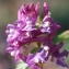  Jean René Garcia  - Corydalis solida (L.) Clairv. [1811]