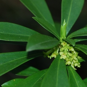 Photographie n°65362 du taxon Daphne laureola L. [1753]