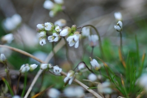 Jean René Garcia , le 24 mars 2012 (Saint-Gervais-sur-Mare (La Croix de Mounis))