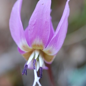 Photographie n°65366 du taxon Erythronium dens-canis L.