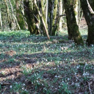 Photographie n°65374 du taxon Galanthus nivalis L.