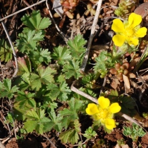 Photographie n°65377 du taxon Potentilla neumanniana Rchb. [1832]