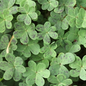 Photographie n°65385 du taxon Oxalis cernua Thunb.