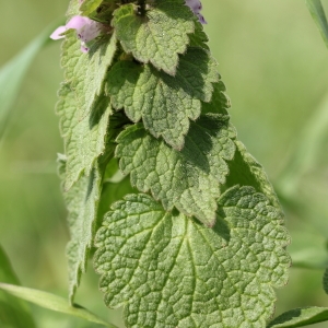 Photographie n°65386 du taxon Lamium purpureum L. [1753]