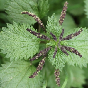 Photographie n°65390 du taxon Urtica membranacea Poir.