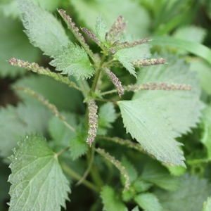 Photographie n°65391 du taxon Urtica membranacea Poir. [1798]