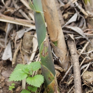 Photographie n°65393 du taxon Arundo donax L.