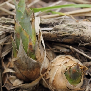 Photographie n°65394 du taxon Arundo donax L.