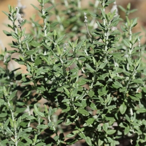 Photographie n°65401 du taxon Teucrium marum L. [1753]