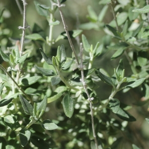 Photographie n°65404 du taxon Teucrium marum L. [1753]