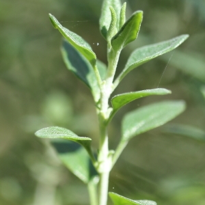 Photographie n°65407 du taxon Teucrium marum L.