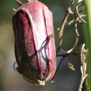 Photographie n°65410 du taxon Yucca aloifolia L.