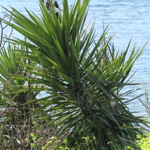 Photographie n°65412 du taxon Yucca aloifolia L.