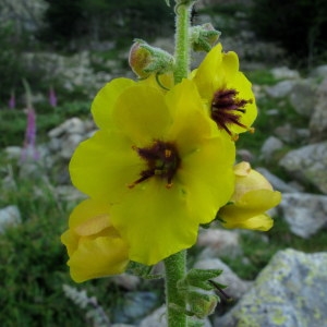 Verbascum conocarpum Moris (Molène à fruits coniques)