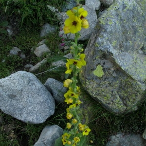  - Verbascum conocarpum Moris [1828]