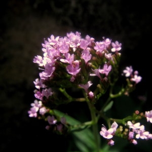 Photographie n°65422 du taxon Centranthus trinervis (Viv.) Bég. [1903]