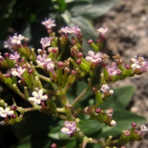 Ocymastrum trinerve (Viv.) Kuntze (Centranthe à trois nervures)
