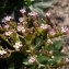  Denis ALLEMAND - Centranthus trinervis (Viv.) Bég. [1903]