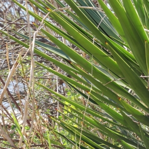 Photographie n°65424 du taxon Yucca aloifolia L. [1753]