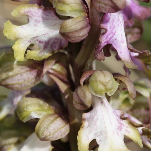 Photographie n°65447 du taxon Barlia robertiana (Loisel.) Greuter