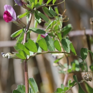 Photographie n°65449 du taxon Vicia sativa L.