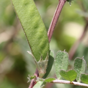 Photographie n°65451 du taxon Vicia sativa L.