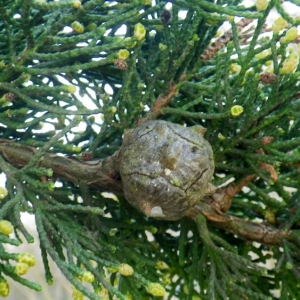 Photographie n°65455 du taxon Cupressus macrocarpa var. lambertiana (Carrière) Mast. [1896]