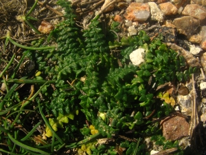 Denis ALLEMAND, le 12 mars 2012 (Bonifacio (Pertusato))