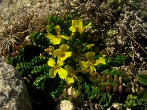 Denis ALLEMAND, le 12 mars 2012 (Bonifacio (Pertusato))