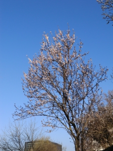 Pierre Bonnet, le 14 mars 2012 (Montpellier)