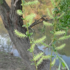  - Salix babylonica L. [1753]