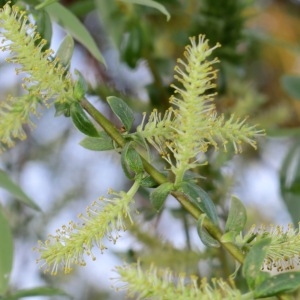 Photographie n°65560 du taxon Salix babylonica L. [1753]