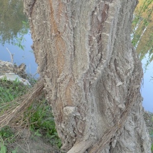 Photographie n°65563 du taxon Salix babylonica L. [1753]