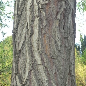 Photographie n°65566 du taxon Salix babylonica L. [1753]