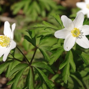 Photographie n°65578 du taxon Anemone nemorosa L. [1753]