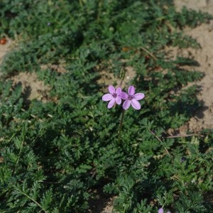 Photographie n°65579 du taxon Erodium cicutarium (L.) L'Hér. [1789]