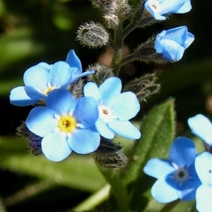 Photographie n°65592 du taxon Myosotis alpestris F.W.Schmidt [1794]