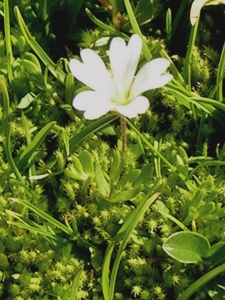 Alain Bigou, le 19 août 2004 (Formiguères (Val du Galbe))