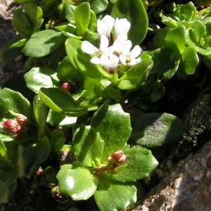 Photographie n°65600 du taxon Arabis soyeri subsp. subcoriacea (Gren.) Breistr. [1947]