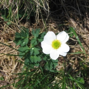 Photographie n°65604 du taxon Callianthemum coriandrifolium Rchb. [1832]