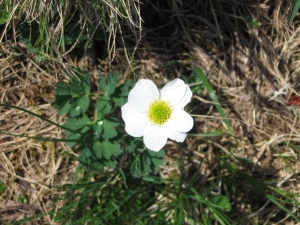 Joceline Chappert-bessiere, le  5 juin 2009 (Campan (COT-DE-BEN))